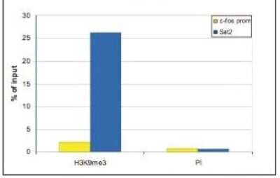 Chromatin Immunoprecipitation: Histone H3 [Trimethyl Lys9] Antibody [NBP2-59152] - ChIP assays were performed using undifferentiated human teratocarcinoma cells (NCCIT), the antibody against H3K9me3 and optimized PCR primer sets for qPCR. Sheared chromatin from 10,000 cells was used per ChIP experiment. The antibody was diluted 1:5000. The pre-immune serum (PI, diluted 1:5000) was used as a negative control. Quantitative PCR was performed using primer sets for the satellite repeat Sat2 as a positive control and for the promoter of the house keeping gene c-fos, as a negative control. Figure shows the recovery, expressed as a % of input (the relative amount of immunoprecipitated DNA compared to input DNA after qPCR analysis). These results are in accordance with the observation that H3K9me3 is preferably present at heterochromatin.